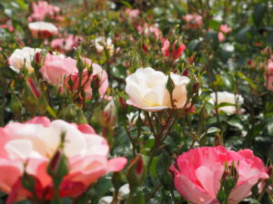 智光山公園のバラ