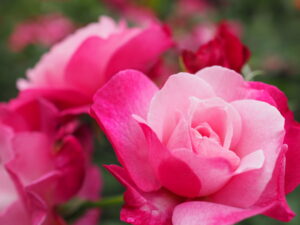 滝ノ入ローズガーデンのバラ