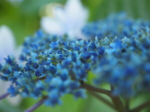 近所のあじさい小径のあじさい