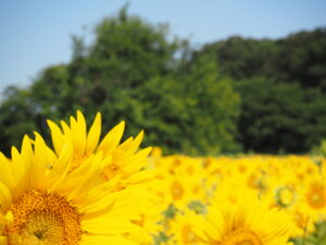 清瀬ひまわり畑のひまわり