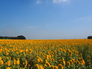 あけのひまわりフェスティバルのひまわり
