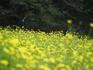 昭和記念公園のキバナコスモス(レモンブライト)