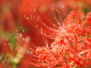 巾着田の曼珠沙華