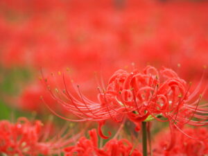 巾着田の曼珠沙華