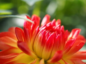 両神山麓花の郷ダリア園(小鹿野ダリア園)のダリア