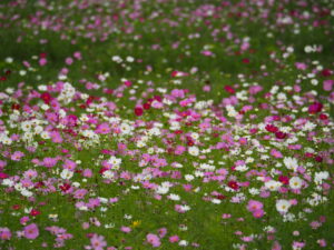 くりはま花の国のコスモス