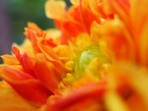 町田ダリア園のダリア