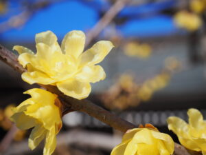 近所のお寺の蝋梅