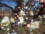 府中郷土の森博物館の白梅