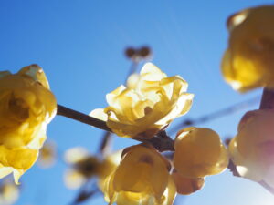 府中郷土の森博物館の蝋梅