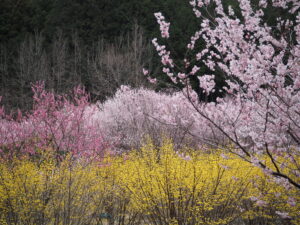 小川町桃源郷の百花繚乱な様子