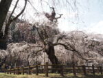 清雲寺の樹齢600年のしだれ桜