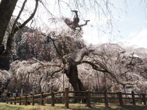 清雲寺の樹齢600年のしだれ桜