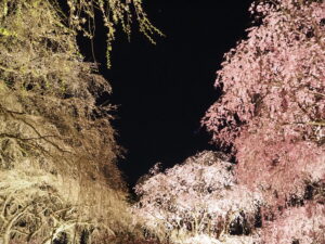 清雲寺の桜（ライトアップ）