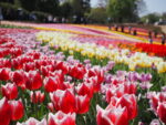 東京ドイツ村のチューリップ