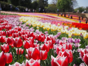 東京ドイツ村のチューリップ