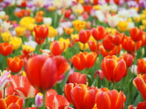 ひたち海浜公園のチューリップ