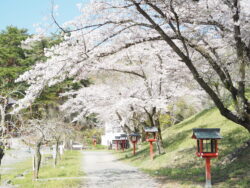 長瀞山不動寺参道の桜