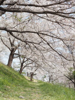 宝登山界隈の桜満開の名もなき道