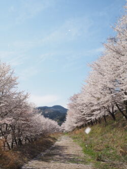 虎山の桜並木