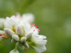 ちちぶ花見の里のそばの花