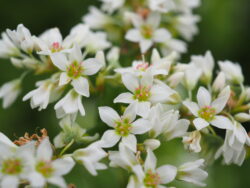 ちちぶ花見の里のそばの花