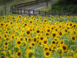 くりはま花の国のひまわり