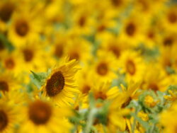 くりはま花の国のひまわり