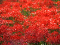 巾着田の曼珠沙華