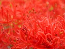 巾着田の曼珠沙華