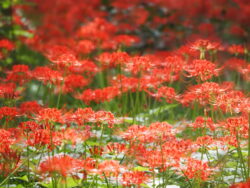 巾着田の曼珠沙華