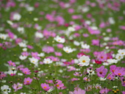 くりはま花の国のコスモス
