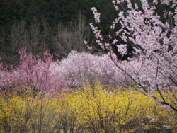 小川町桃源郷の百花繚乱な様子
