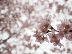 小川町桃源郷の桜