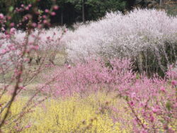 小川町桃源郷の百花繚乱な様子