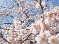 清雲寺のしだれ桜