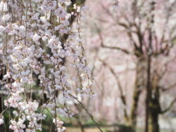 清雲寺のしだれ桜