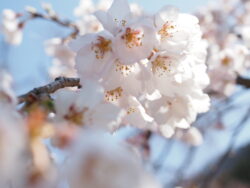 清雲寺のしだれ桜