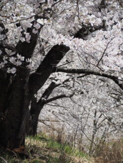 虎山の桜