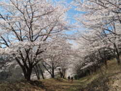 虎山の桜
