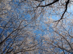 虎山の桜