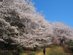 虎山の桜