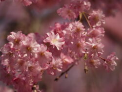 清雲寺の桜