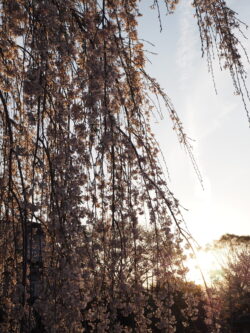 清雲寺の桜（シルエット）