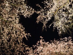 清雲寺の桜（ライトアップ）