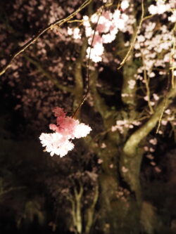 清雲寺の桜（ライトアップ）