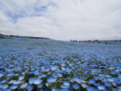 ひたち海浜公園のネモフィラ