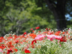 昭和記念公園のポピー